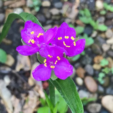 Spiderwort