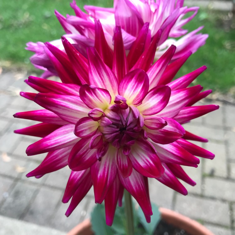 plant image 729729
