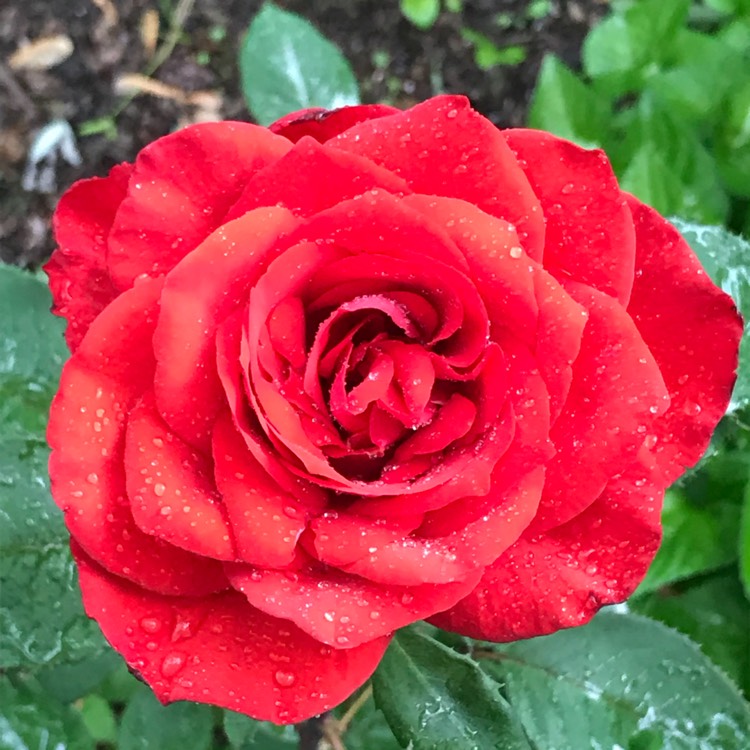 plant image 736255