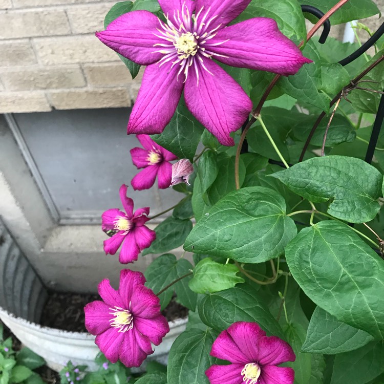 plant image 753585