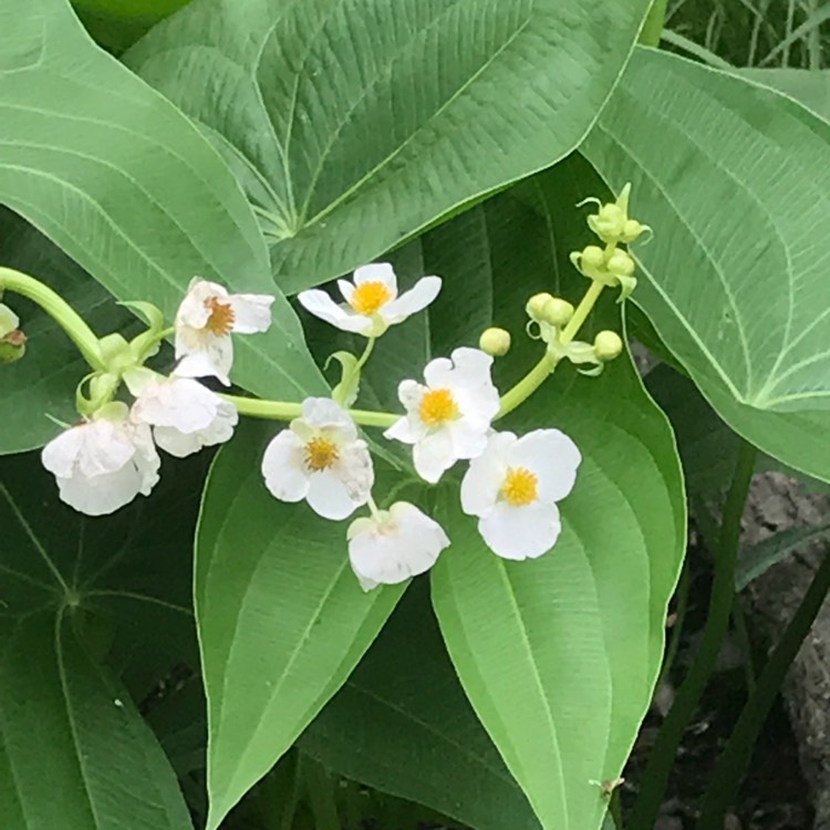 plant image 761948