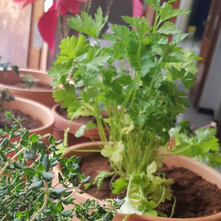 Plant image Petroselinum crispum 'Gigante'