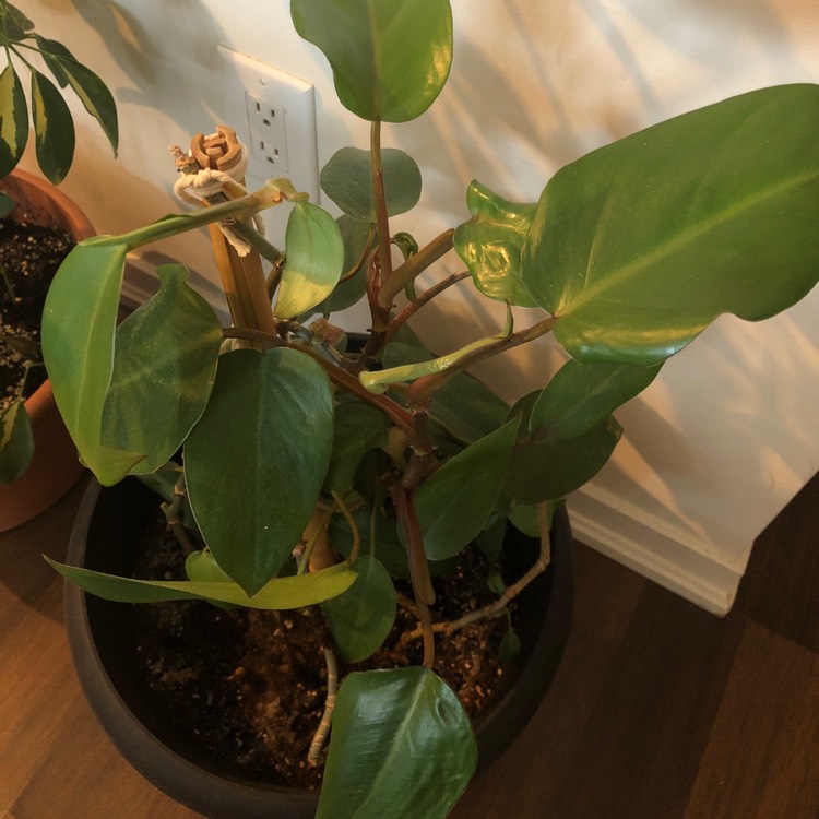 Plant image Philodendron erubescens 'Red Emerald'