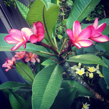 Plumeria