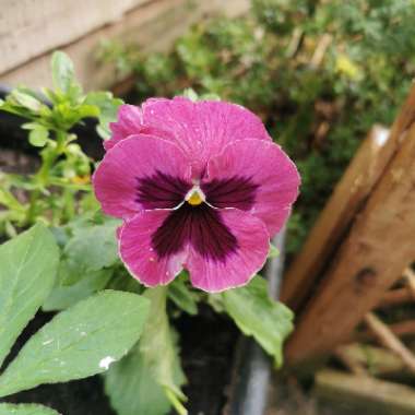 Horned Pansy 'Rocky Mickey'