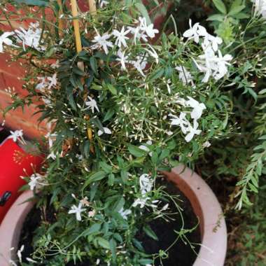 Jasmine