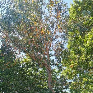 Gum Tree