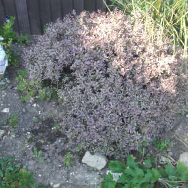 Paul's garden