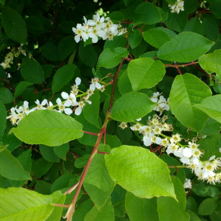 Plant image Prunus padus 'Watereri'
