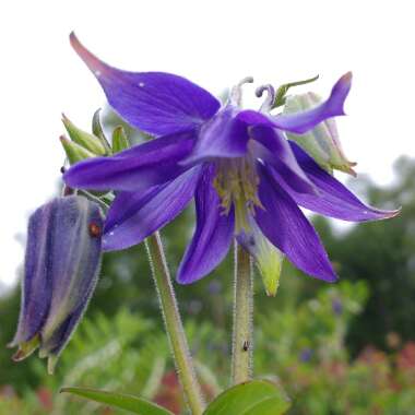 Aquilegia
