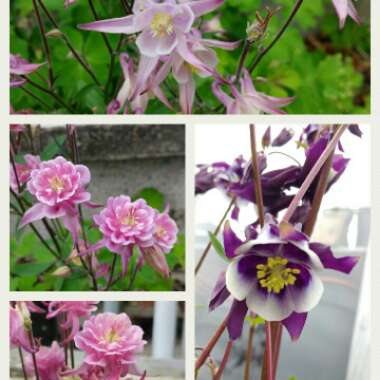 Aquilegia
