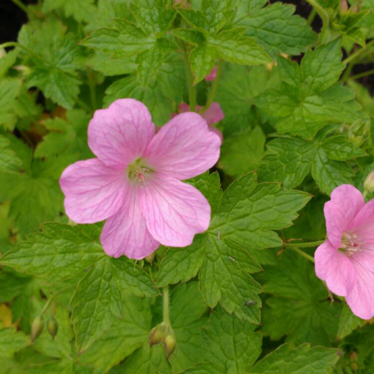 Plant image Geranium x oxonianum 'Wargrave Pink'