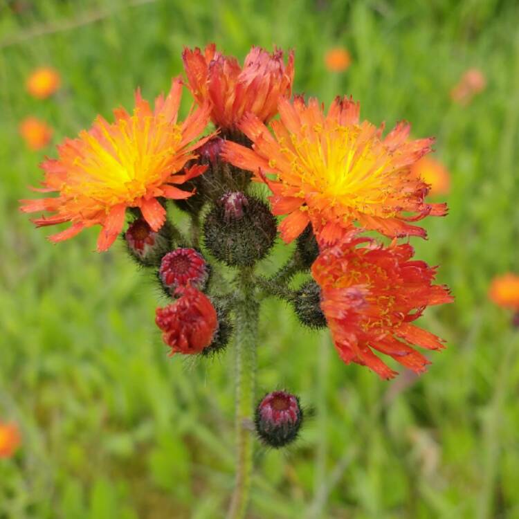 Plant image Pilosella aurantiaca