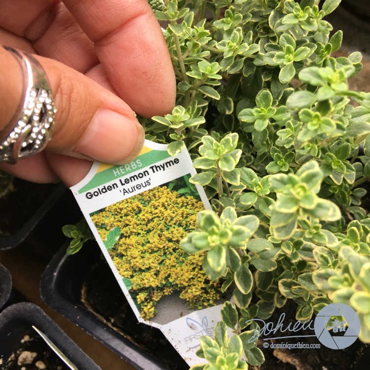 Plant image Thymus pulegioides 'Aureus' syn Thymus citriodorus 'Aureus', Thymus 'Golden Lemon'