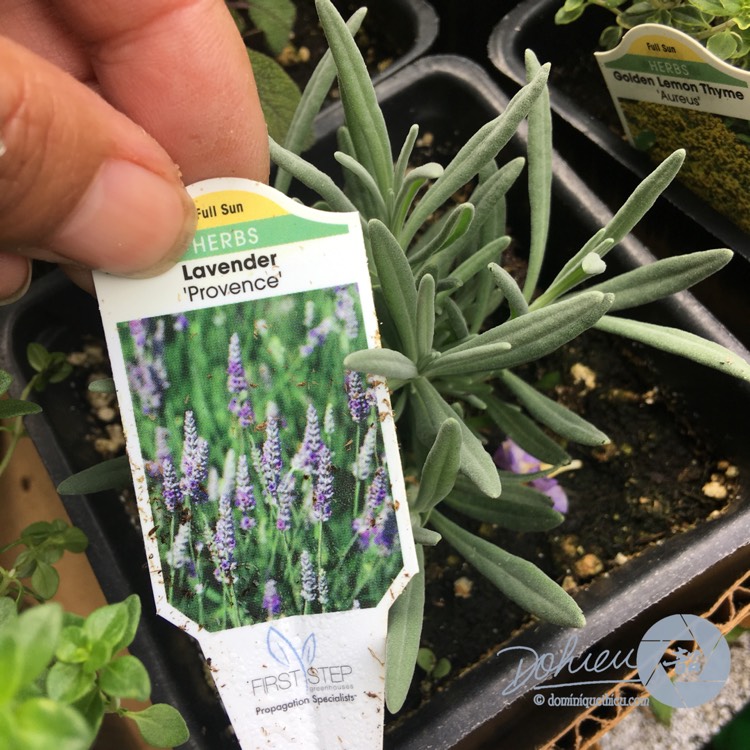 plant image 1005900
