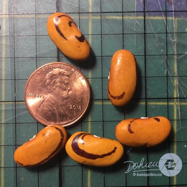 Phaseolus vulgaris 'Rattlesnake'