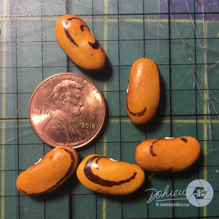Plant image Phaseolus vulgaris 'Rattlesnake'