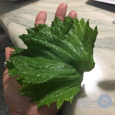 Perilla frutescens var. crispa 'Green'