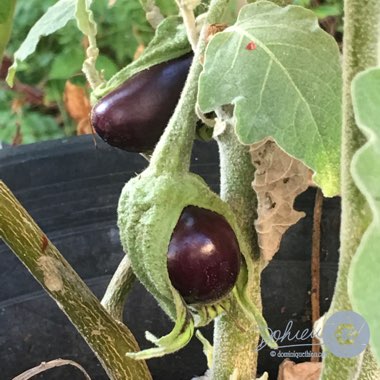 Solanum melongena 'Rosa Bianca'