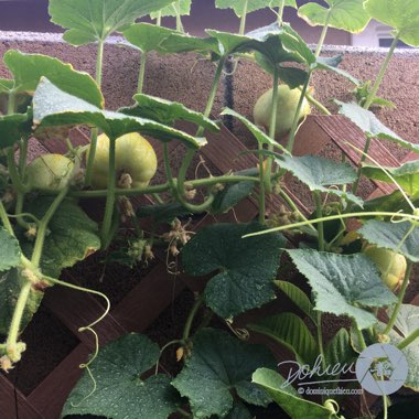 Cucumis Sativus 'Lemon '
