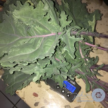 Brassica oleracea (Acephala Group) 'Red Russian'