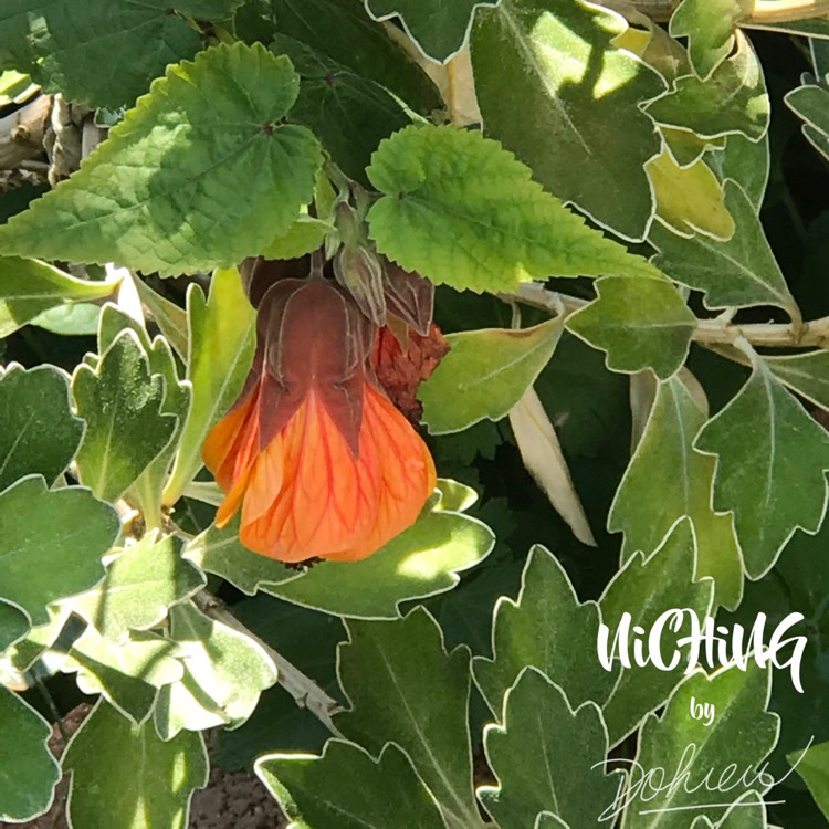 plant image 1198168