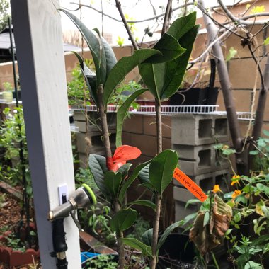 Osmanthus Apricot Echo Orange