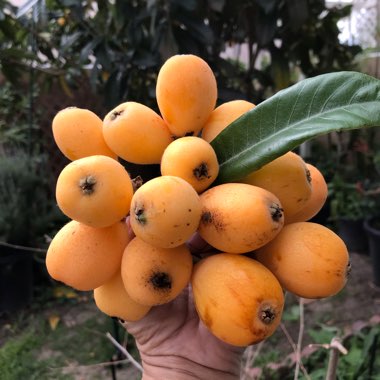 Eriobotrya japonica