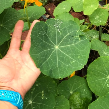 Tropaeolum majus