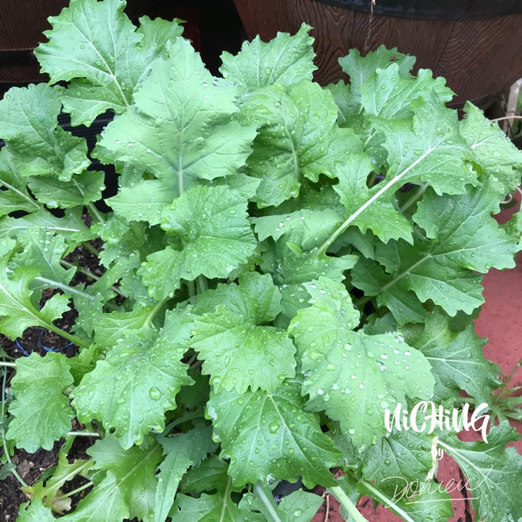 plant image 1247137