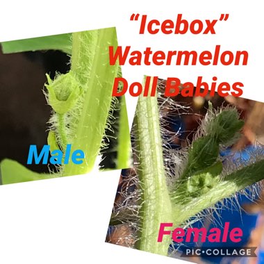 Citrullus lanatus 'Doll Babies'