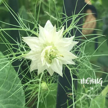 Nigella damascena 'Miss Jekyll Mix'