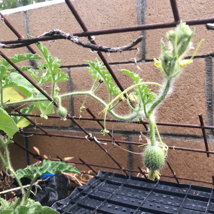 plant image 1345069