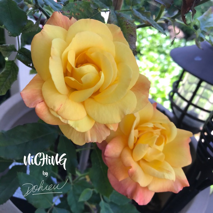 Plant image Rosa 'Madame A. Meilland' syn. Rosa 'Peace', Rosa 'Gloria Dei', Rosa 'Gioia'