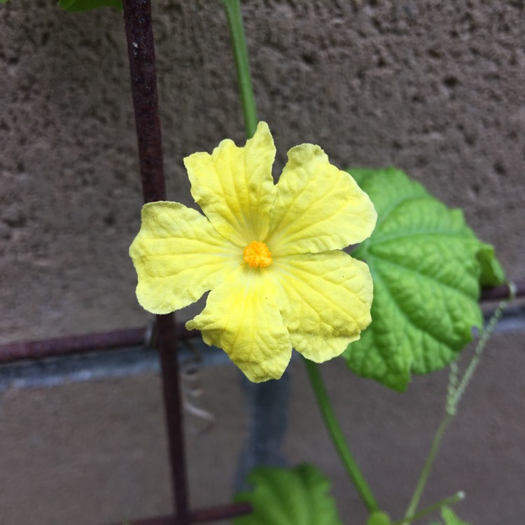 Plant image Momordica charantia