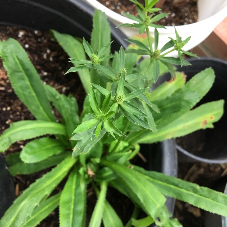 Plant image Eryngium foetidum