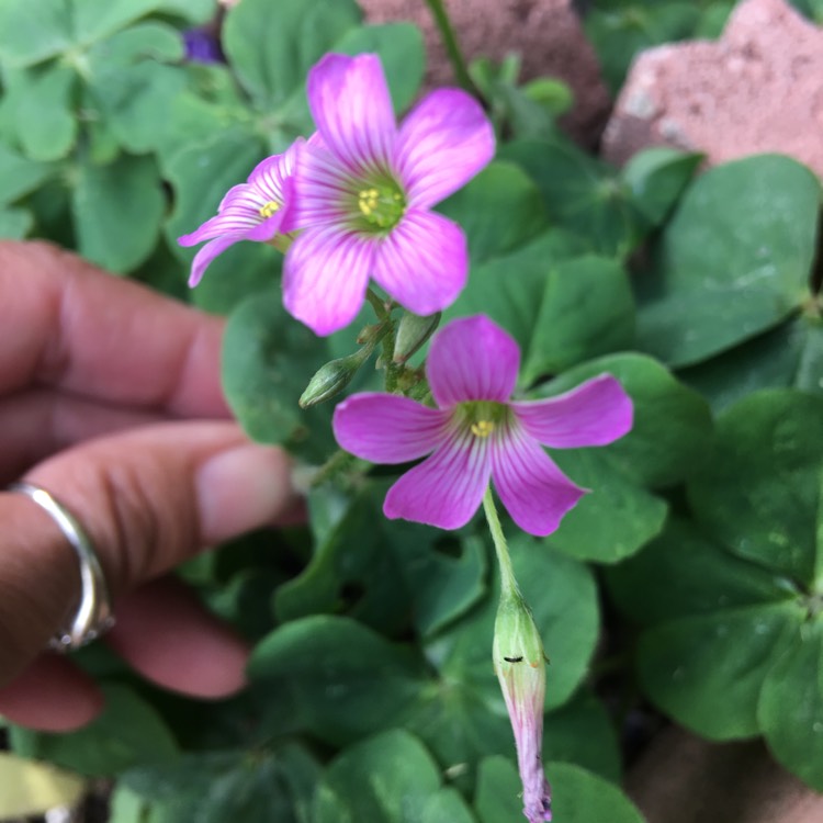Plant image Oxalis articulata 'Festival'