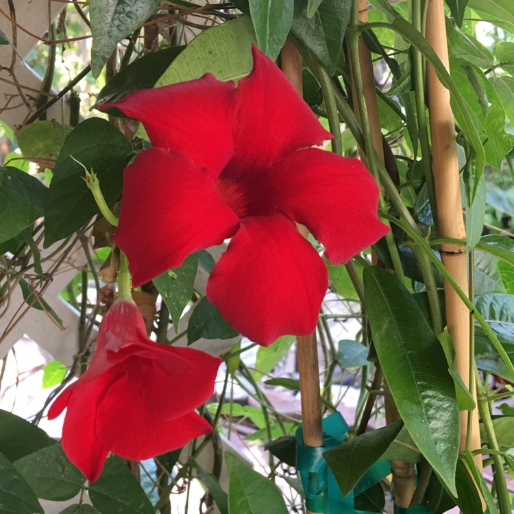 Plant image Mandevilla Sanderi 'Red Riding Hood'