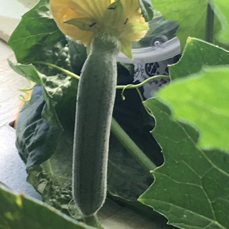 Plant image Luffa aegyptiaca
