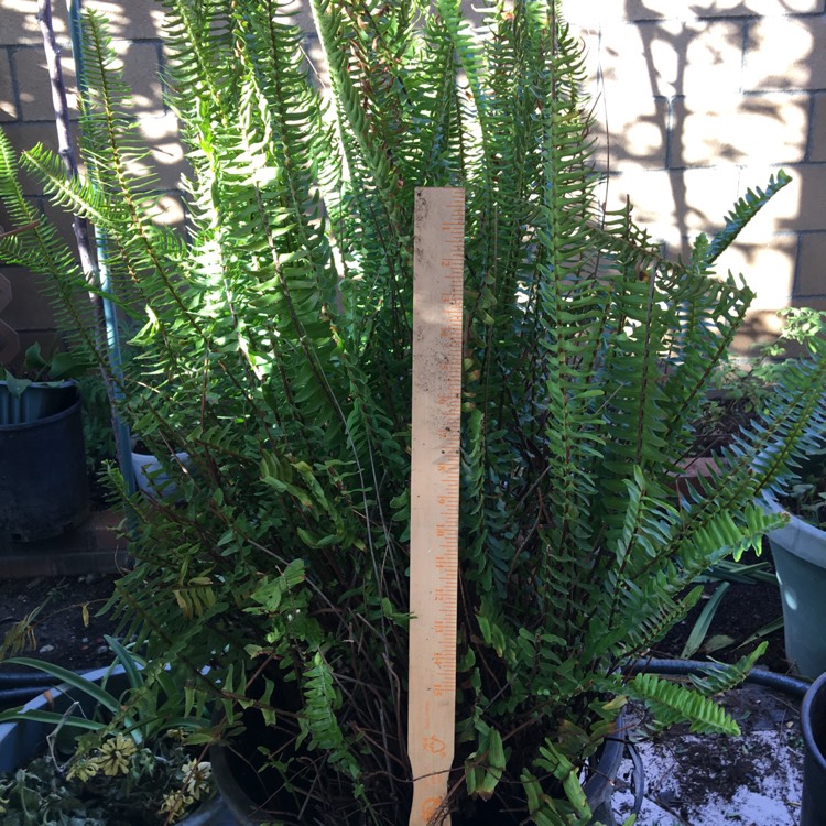 Plant image Polystichum Munitum