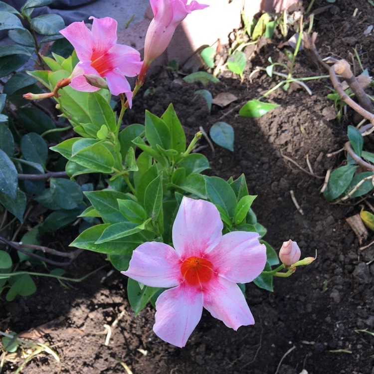 Plant image Mandevilla 'Sunparaprero' syn. Mandevilla 'Sun Parasol Pretty Pink', Mandevilla 'Sundaville Pretty Rose'