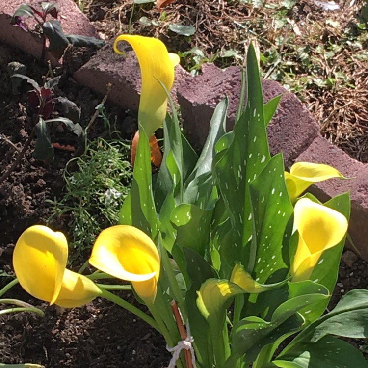 Plant image Zantedeschia 'Sunshine'