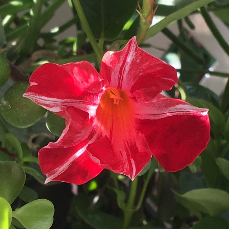 Plant image Mandevilla 'Sunparasuji' syn. Mandevilla 'Sun Parasol Stars and Stripes', Mandevilla 'Sundaville Red Star'