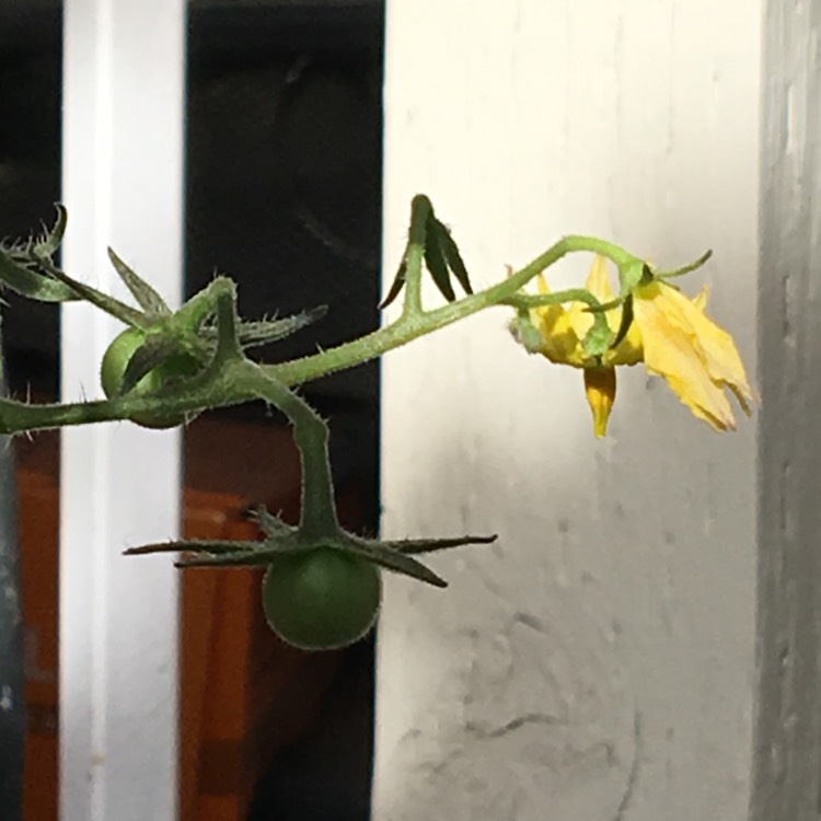 Plant image Solanum lycopersicum 'Supersweet 100' F1