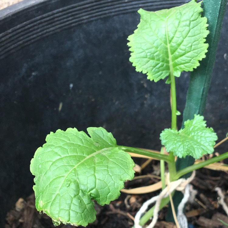 plant image 589426