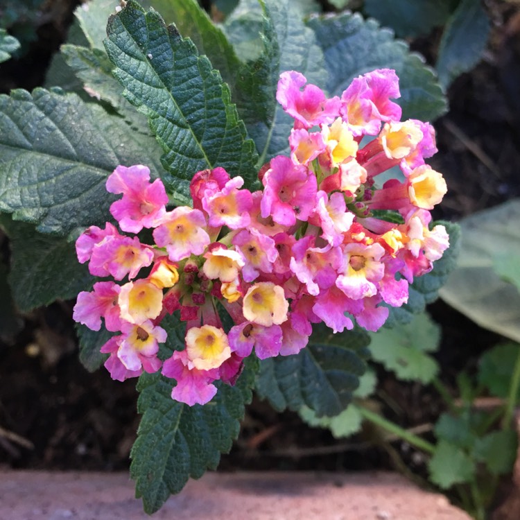 plant image 589735
