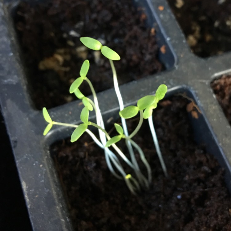 Plant image Gypsophila elegans 'Covent Garden'