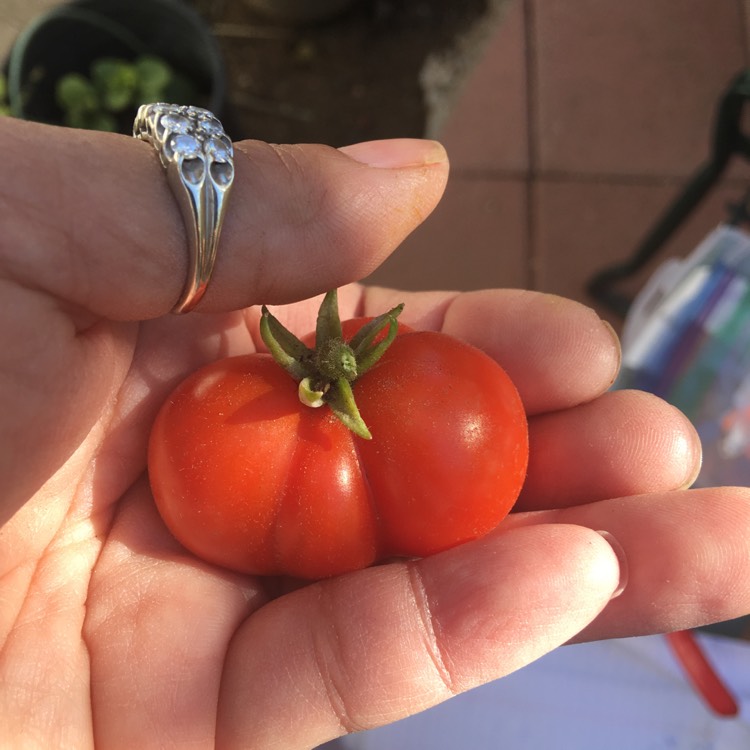 plant image 627394