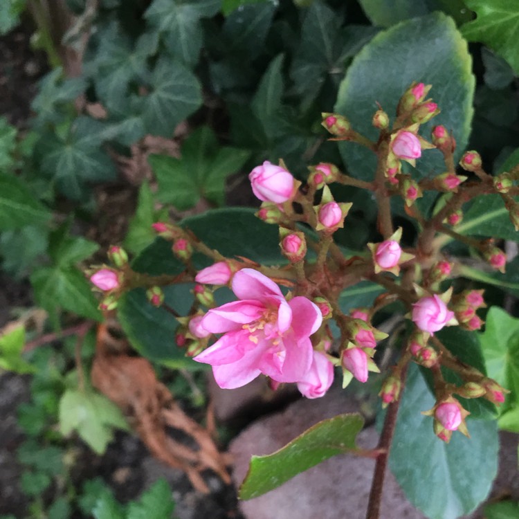 Plant image Rhaphiolepis indica 'Pink Lady'