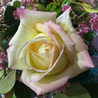 Rosa 'Madame A. Meilland' syn. Rosa 'Peace', Rosa 'Gloria Dei', Rosa 'Gioia'